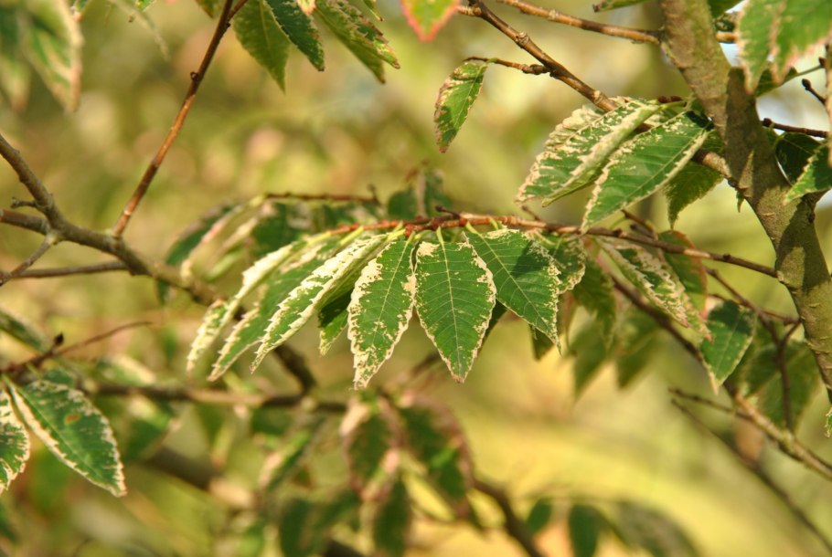 Вяз мелколистный Ulmus parvifolia