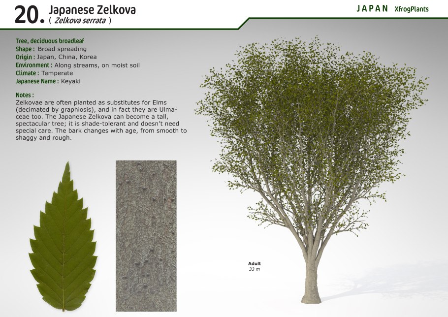 Нотофагус косой