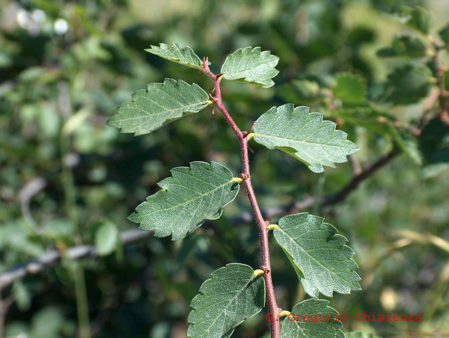 Ulmus Americana