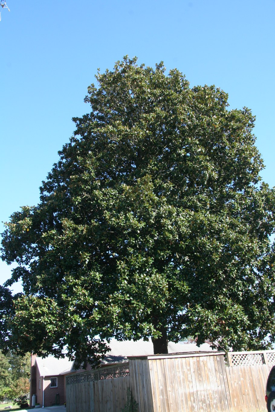 Карагач листья