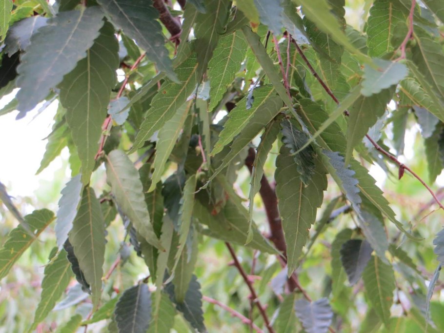 Ulmus ‘Exoniensis’