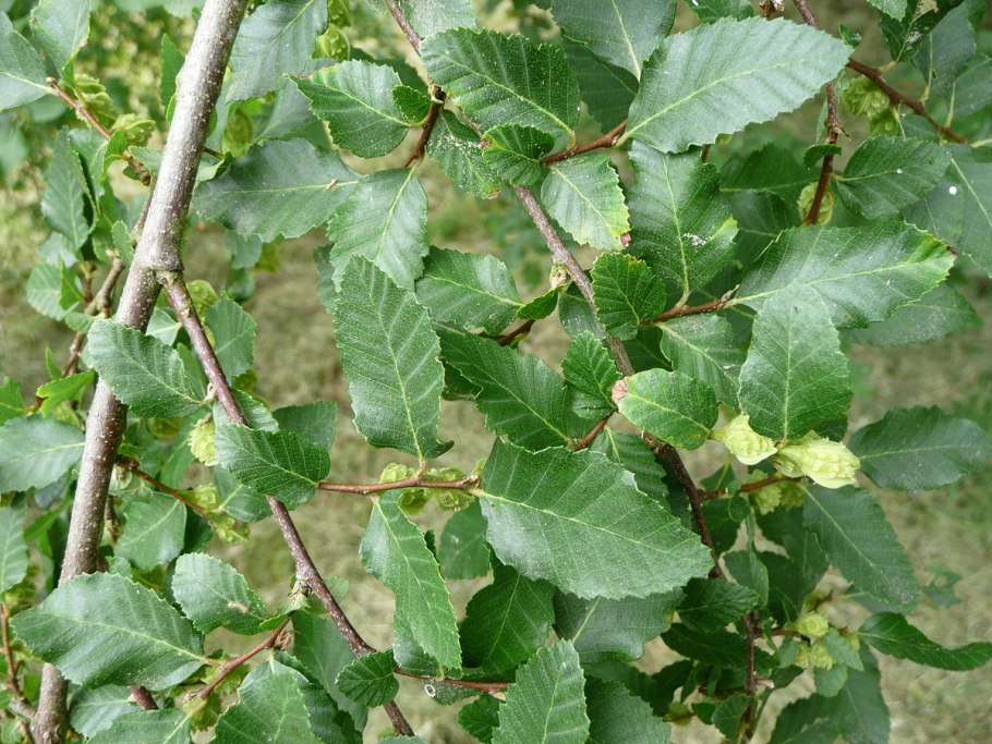 Вяз гладкий (Ulmus laevis)