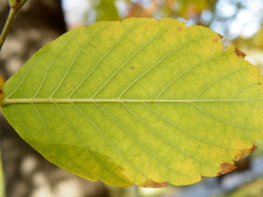 Дзельква пильчатая