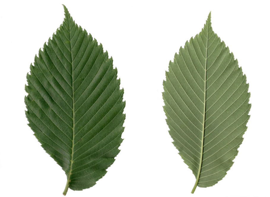 Дзельква японская бонсай