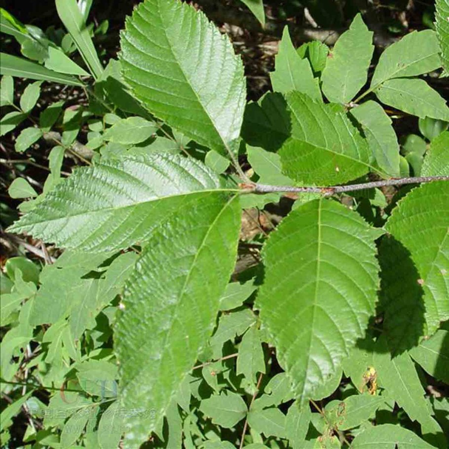 Карагач Ulmus parvifolia