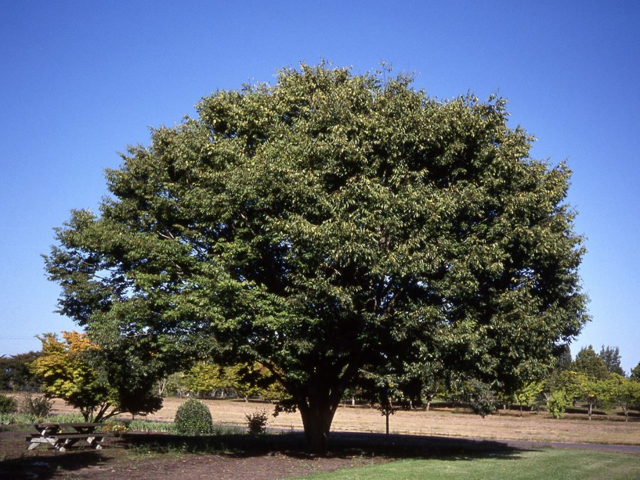 Zelkova schneideriana