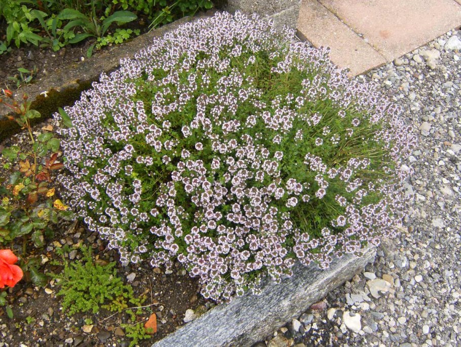 Тимьян обыкновенный Thymus vulgaris
