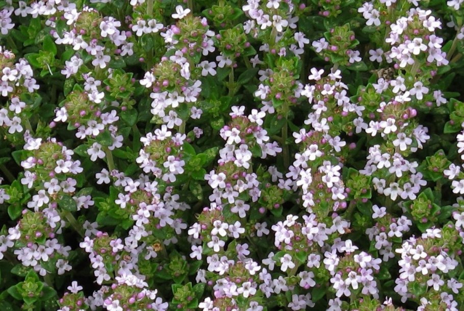 Тимьян Thymus vulgaris