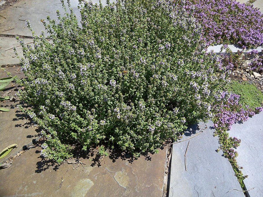 Тимьян Thymus vulgaris