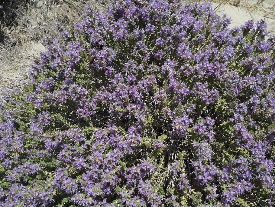 Тимьян обыкновенный (Thymus vulgaris `Compactus`)