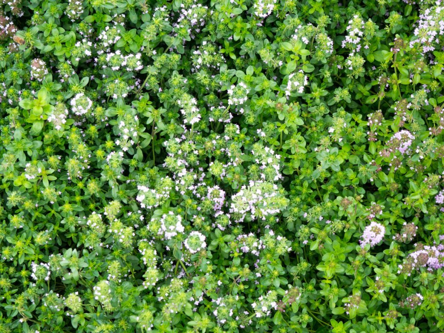 Thymus daghestanicus