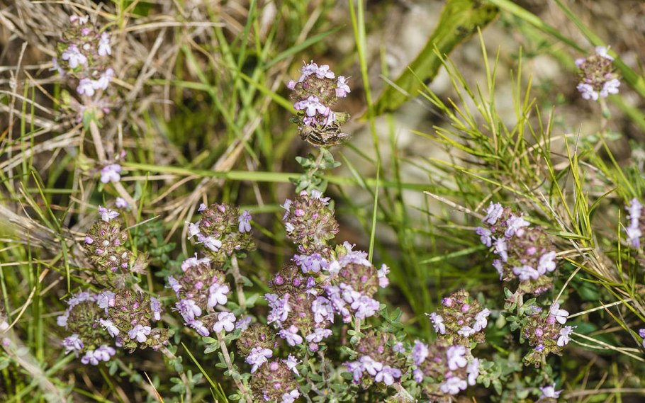Thymus praecox 'Pink Chintz'