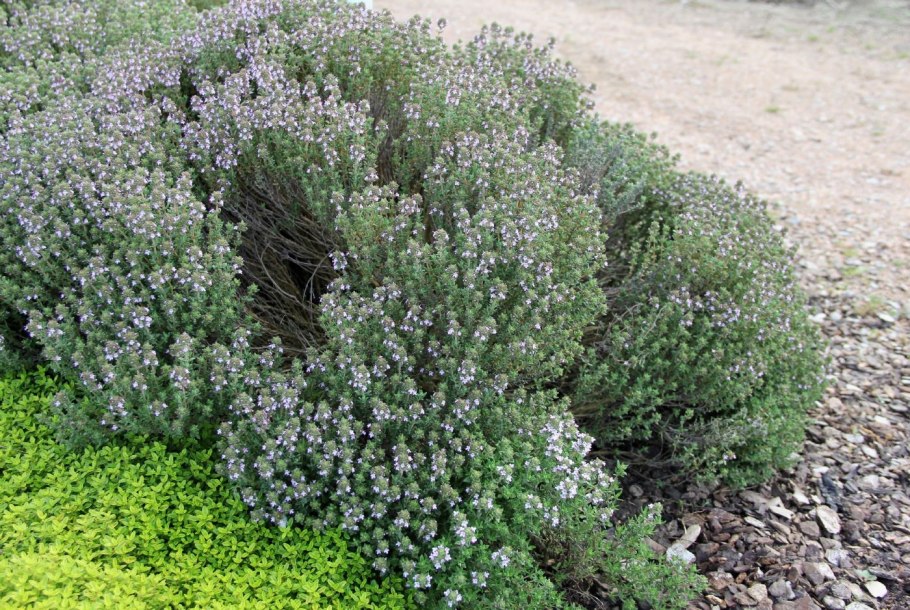 Thymus pseudonummularius