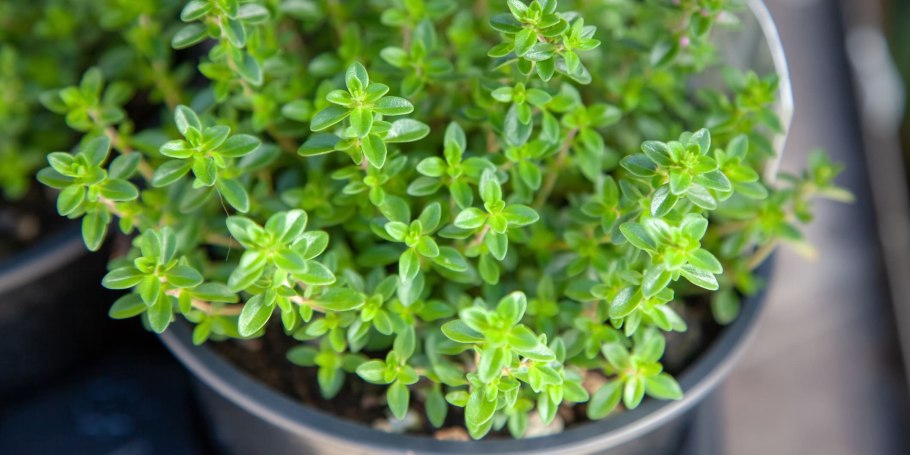 Тимьян обыкновенный Thymus vulgaris