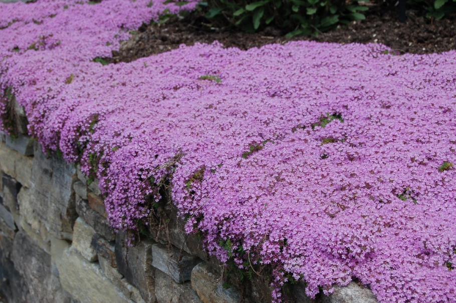 Thymus serpyllum extract