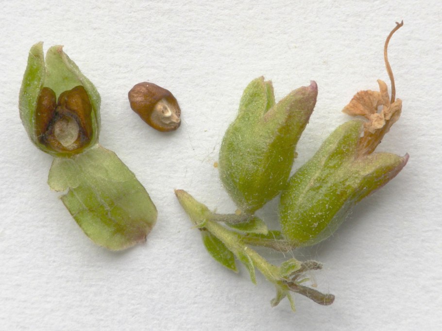 Морозник аннотация