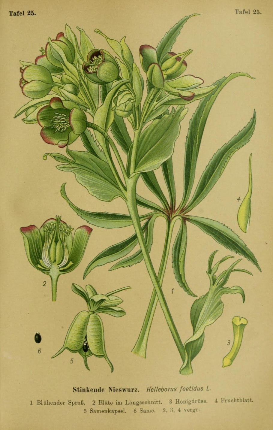 Корень морозника Кавказского молотый