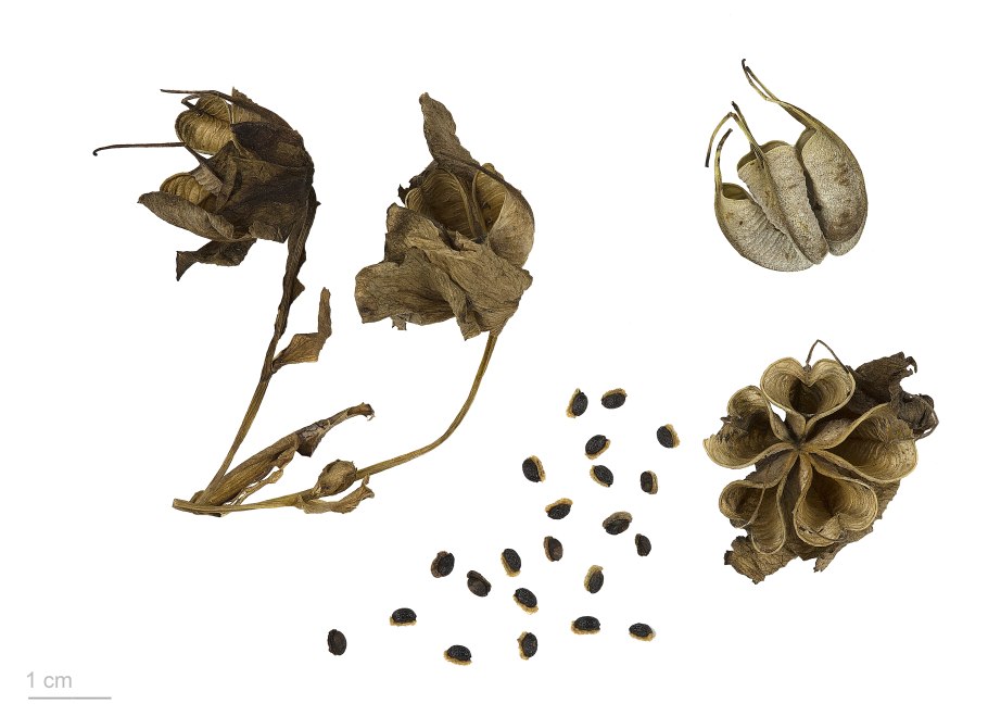 Чёрный морозник клуб романтики