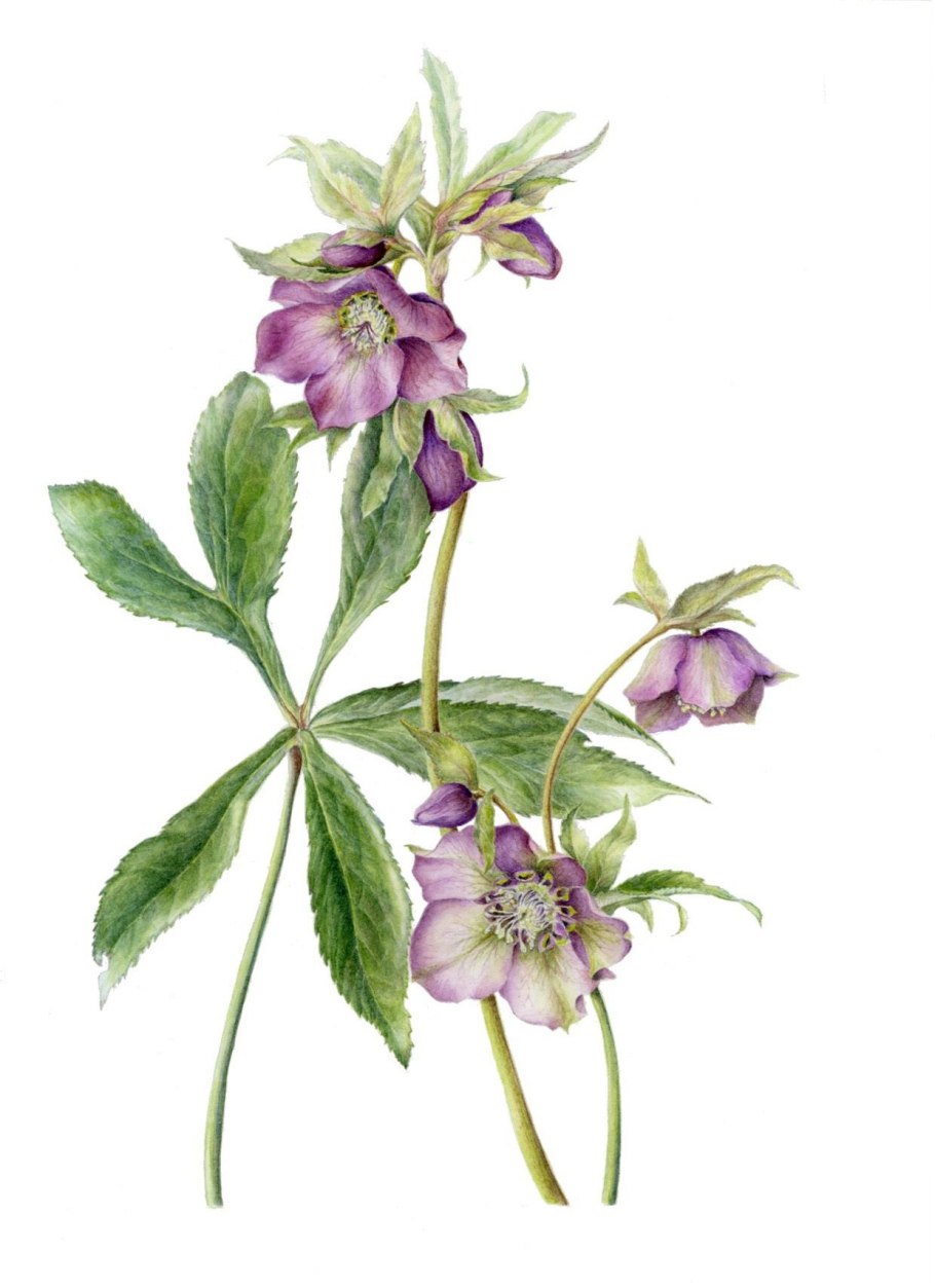 Геллеборус 6