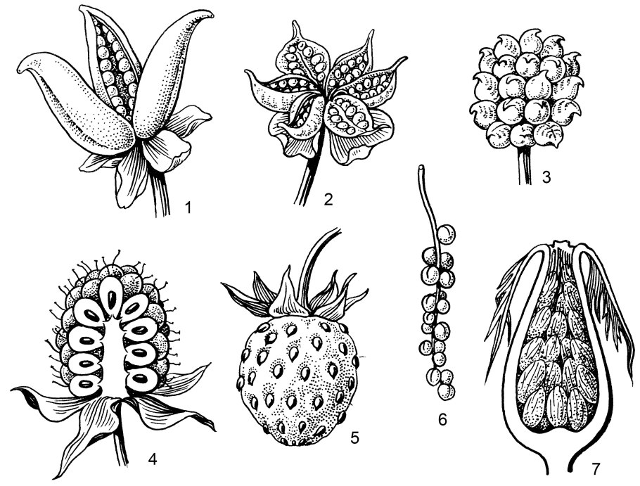 Морозник пурпураскенс