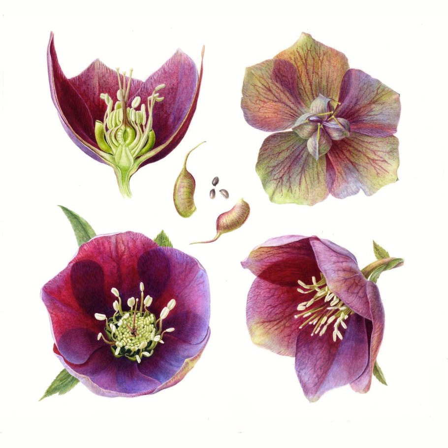 Морозник Ботаническая иллюстрация морозник