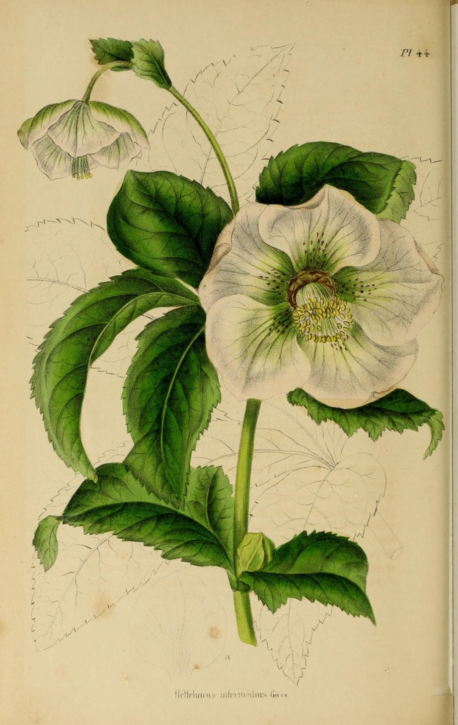 Трава морозник для похудения