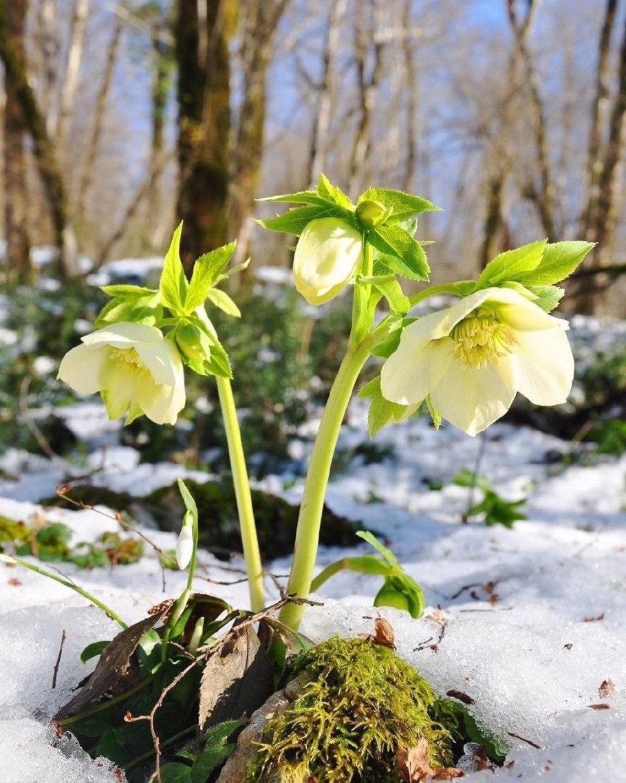 Морозник кавказский Ботаническая иллюстрация