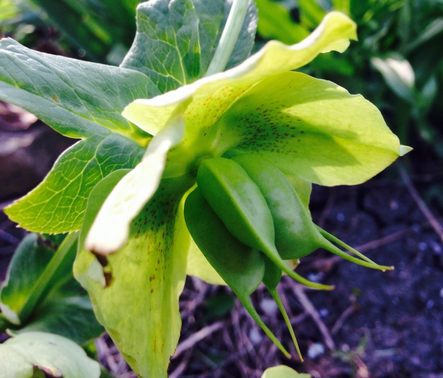 Морозник кавказский строение