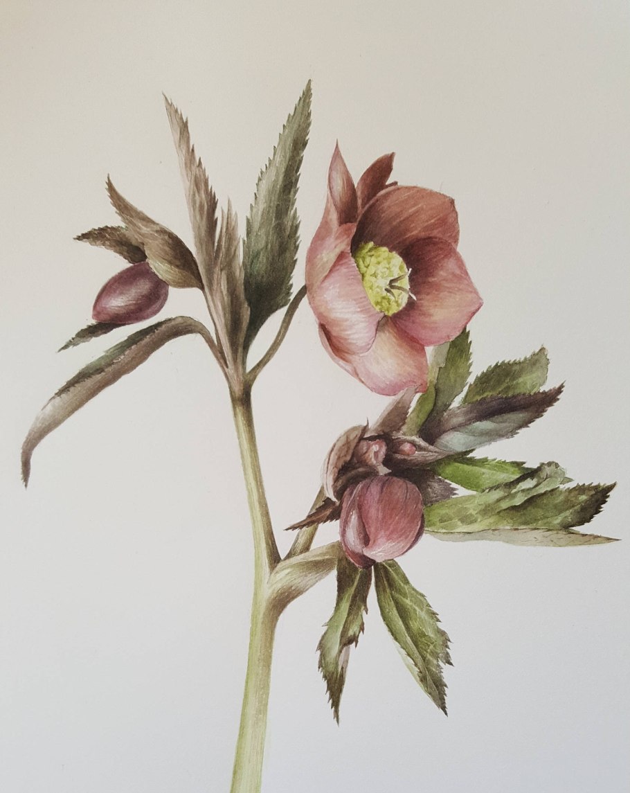 Порошок кавказский морозник