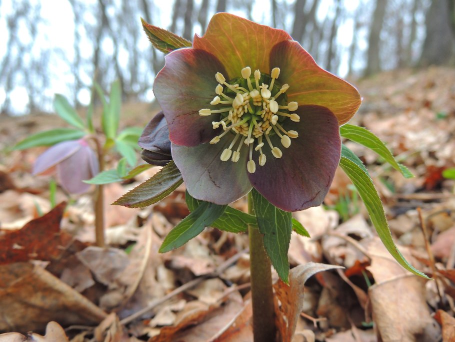 Helleborus caucasicus диаграмма цветка