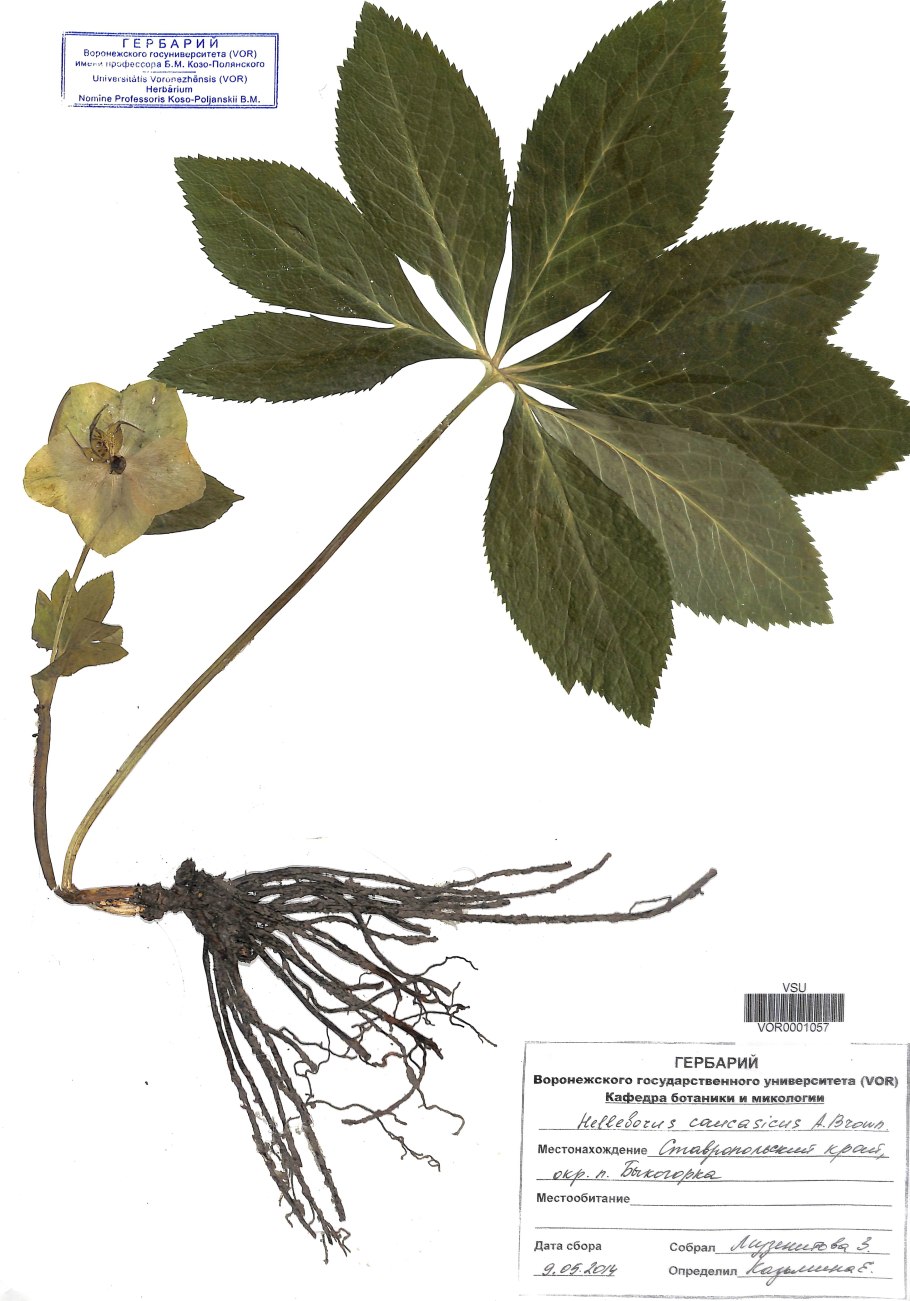 Морозник гербарий