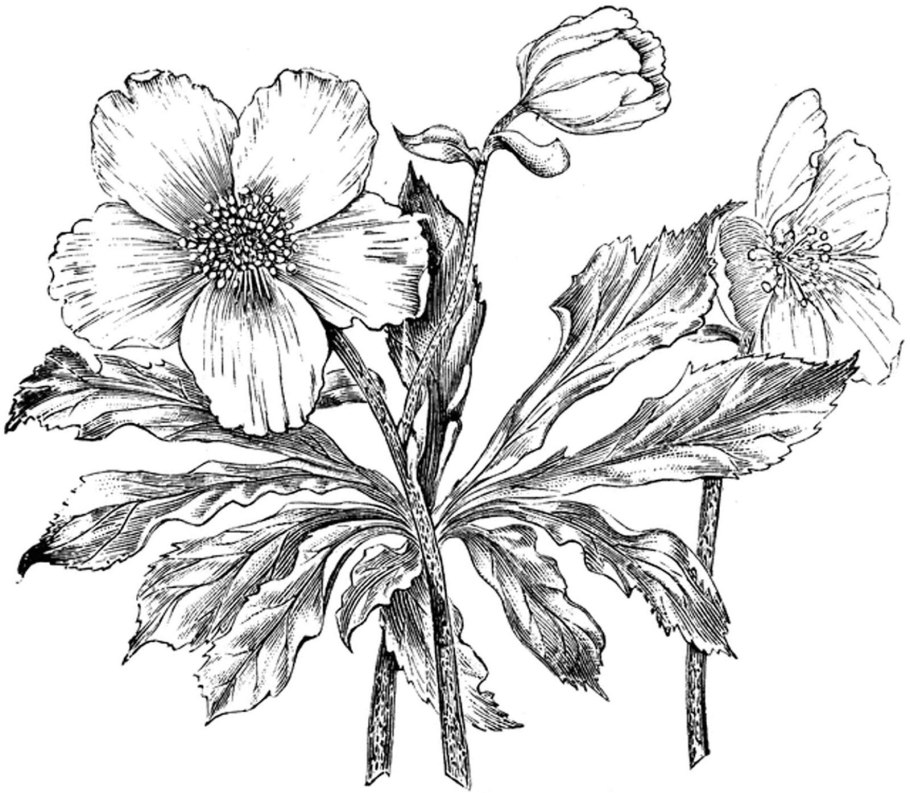 Хелеборус зеленый