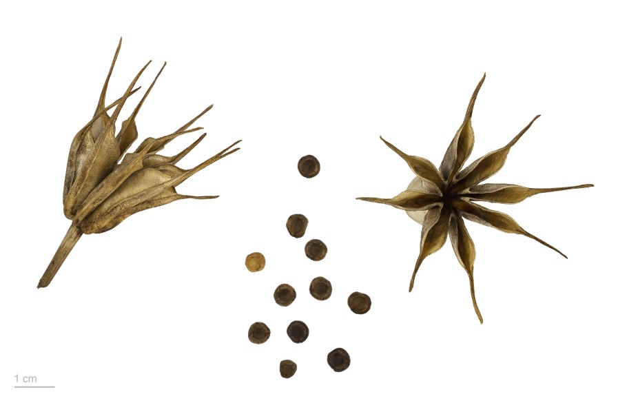 Морозник мерная ложечка 50мг