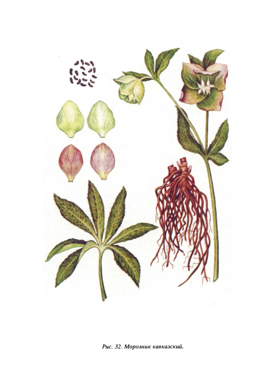 Трава морозник кавказский