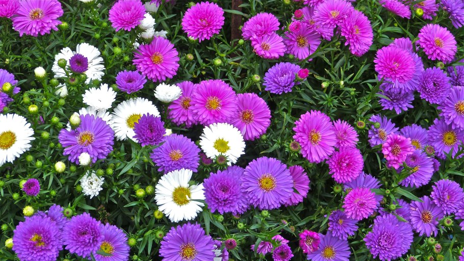 Астра Ромашковая. Aster amellus