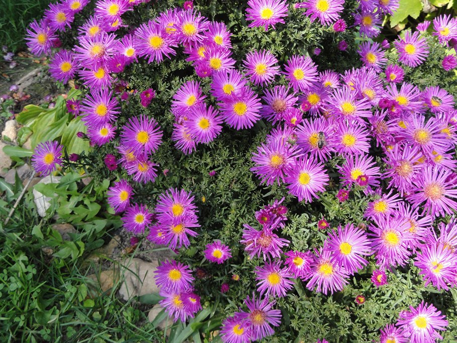 Клевер лекарственное растение