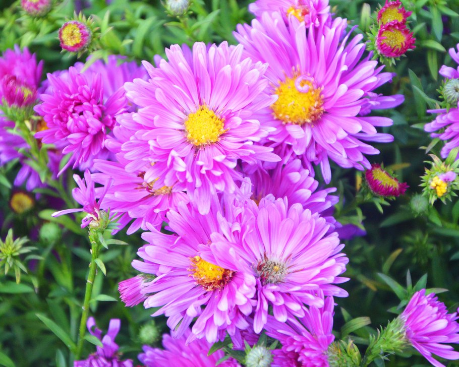 Астра кустарниковая early Blue