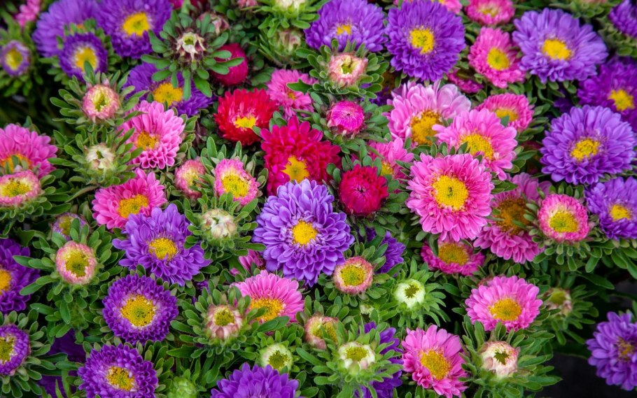 Астра новобельгийская Мэджик Пинк