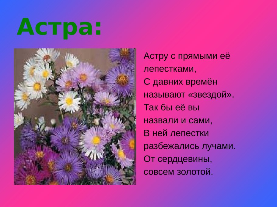 Астры для презентации