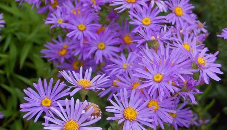 Астры Джунивер