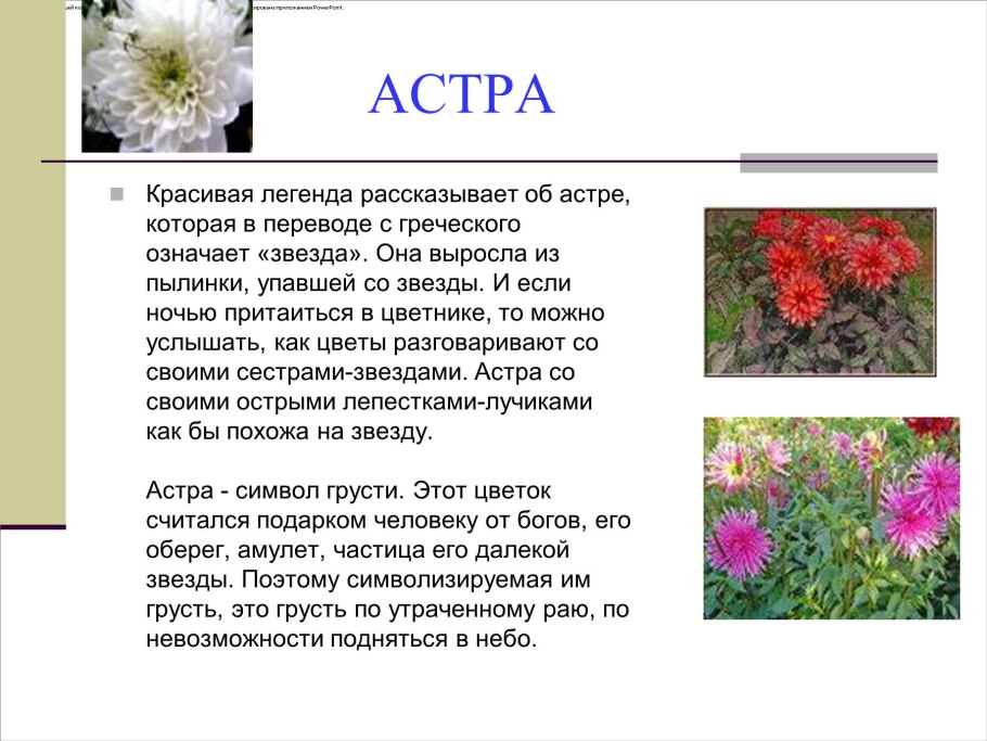 Астра кустарниковая 'Apollo'