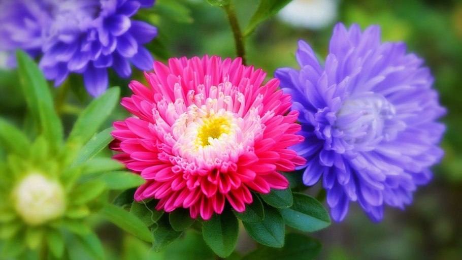 Астра Ромашковая. Aster amellus