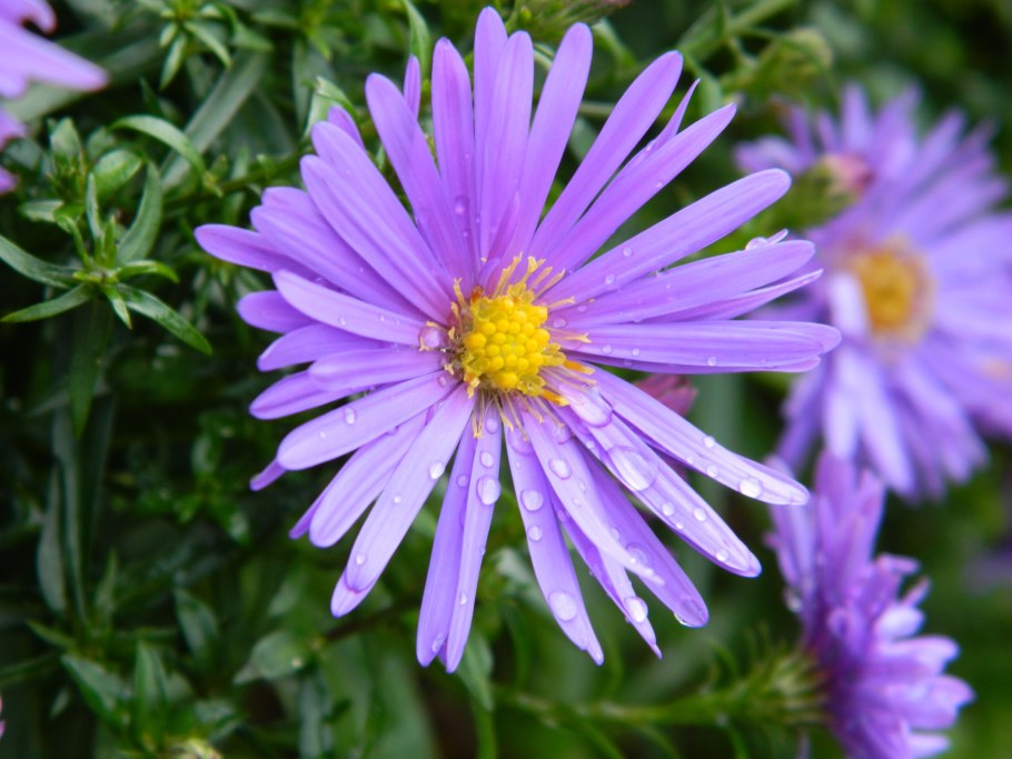 Степная Астра (Aster amellus)