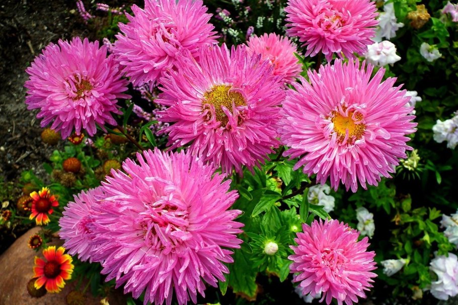 Астра Грузинская