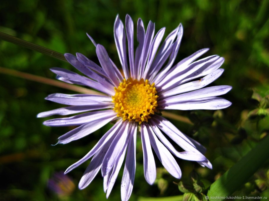 Дикая Астра Ромашковая белая