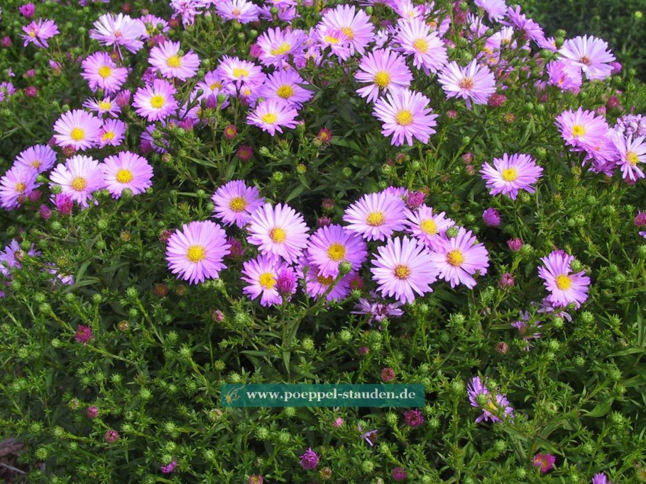 Астра соцветие