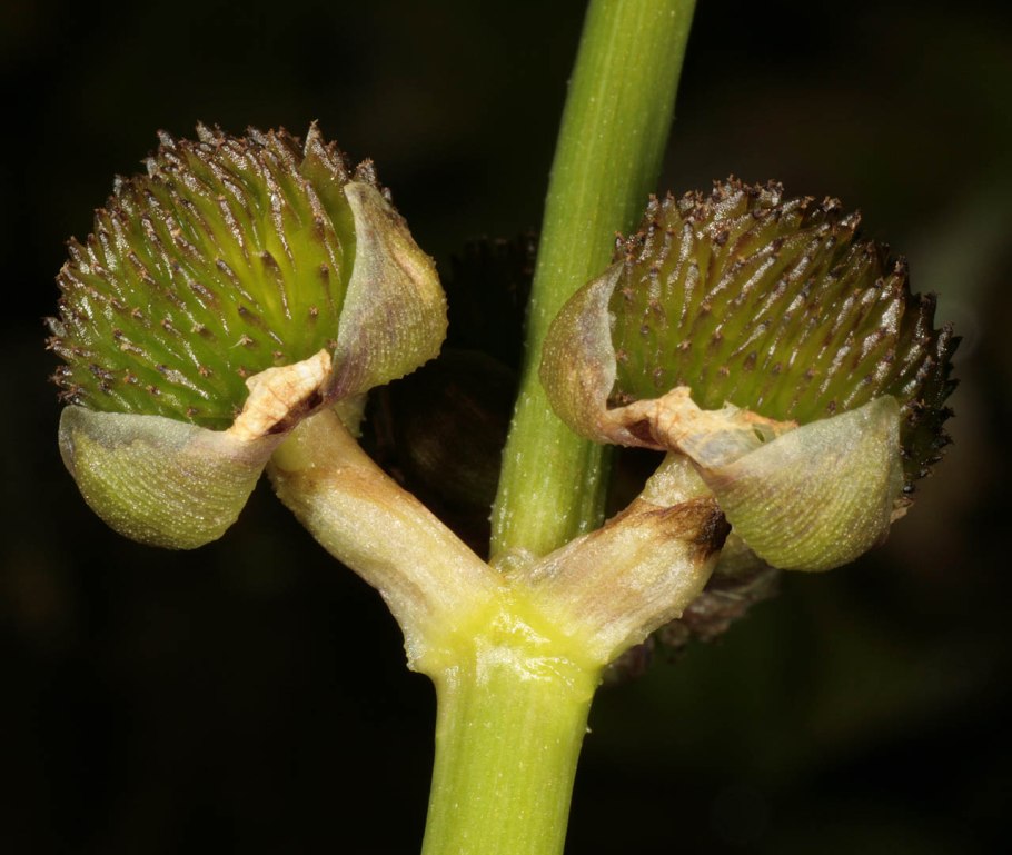 Стрелолист обыкновенный