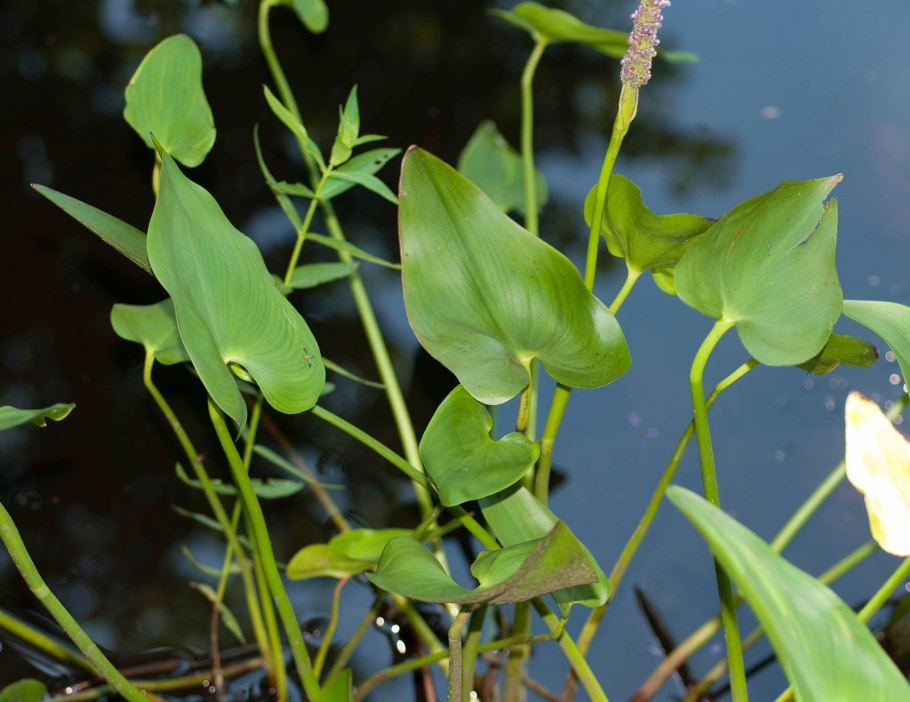 Sarracenia psittacina