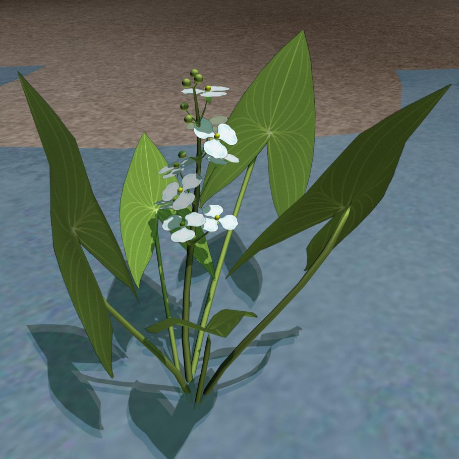 Стрелолист Sagittaria sagittifolia