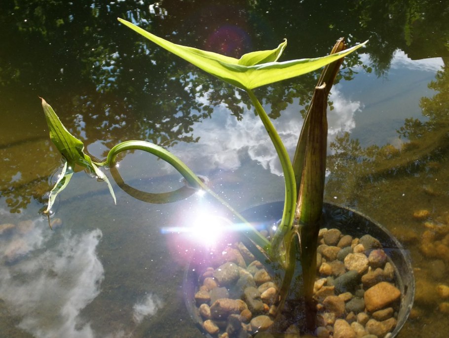 Стрелолист обыкновенный